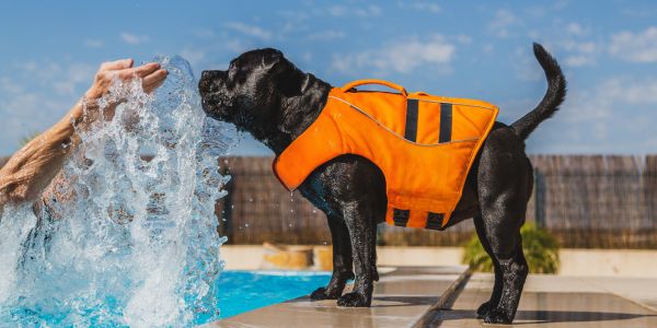 Dog Safety in Ponds Rivers Lakes and the Ocean Preventive Vet